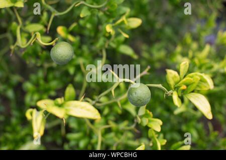 Poncirus trifoliata 'Flying Dragon" - flying dragon trifoliate arancione. Foto Stock