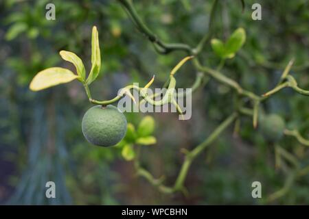 Poncirus trifoliata 'Flying Dragon" - flying dragon trifoliate arancione. Foto Stock