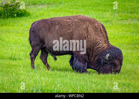 Un bisonte Americano lambisce nell'area di parcheggio al dipinto di Canyon Overlook a Parco nazionale Theodore Roosevelt vicino a Medora, North Dakota. Foto Stock