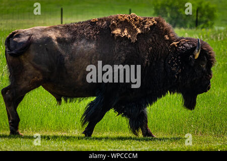 Un bisonte Americano lambisce nell'area di parcheggio al dipinto di Canyon Overlook a Parco nazionale Theodore Roosevelt vicino a Medora, North Dakota. Foto Stock