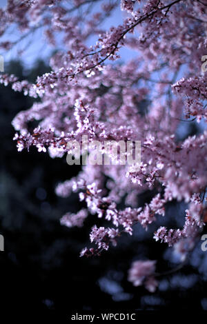 Molti di rosa fiori di ciliegio fiori e rami scuro in primavera su uno sfondo blu scuro in Wilsonville, Oregon, Stati Uniti d'America Foto Stock