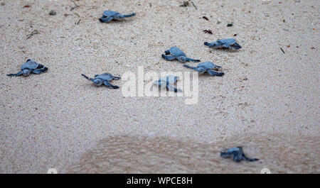 Akumal, Messico. 07Th Sep, 2019. Circa 120 tartarughe marine verdi (Chelonia Mydas) hatch la sera presso la spiaggia di Akumal (penisola dello Yucatan). Numerosi turisti seguire lo spettacolo, come gli animali giovani di scavare il proprio nido sotterranea dopo circa 60 giorni di incubazione e insieme fuori da solo sul modo in mare. Credito: Christoph Reichwein/Christoph Reichwein (crei)/dpa/Alamy Live News Foto Stock