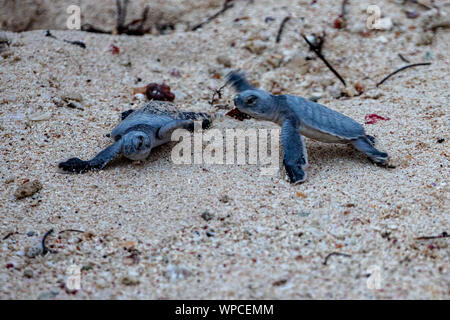 Akumal, Messico. 07Th Sep, 2019. Circa 120 tartarughe marine verdi (Chelonia Mydas) hatch la sera presso la spiaggia di Akumal (penisola dello Yucatan). Numerosi turisti seguire lo spettacolo, come gli animali giovani di scavare il proprio nido sotterranea dopo circa 60 giorni di incubazione e insieme fuori da solo sul modo in mare. Il biologo Jose Luis supervisiona lo scavo e la schiusa delle piccole tartarughe. Credito: Christoph Reichwein/Christoph Reichwein (crei)/dpa/Alamy Live News Foto Stock