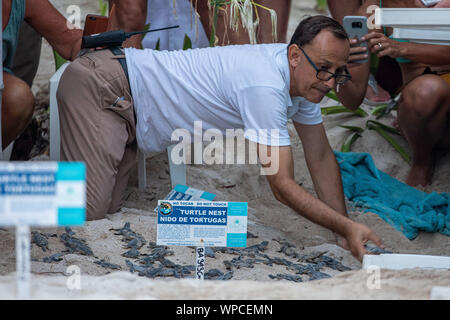 Akumal, Messico. 07Th Sep, 2019. Circa 120 tartarughe marine verdi (Chelonia Mydas) hatch la sera presso la spiaggia di Akumal (penisola dello Yucatan). Numerosi turisti seguire lo spettacolo, come gli animali giovani di scavare il proprio nido sotterranea dopo circa 60 giorni di incubazione e insieme fuori da solo sul modo in mare. Il biologo Jose Luis supervisiona lo scavo e la schiusa delle piccole tartarughe. Credito: Christoph Reichwein/Christoph Reichwein (crei)/dpa/Alamy Live News Foto Stock