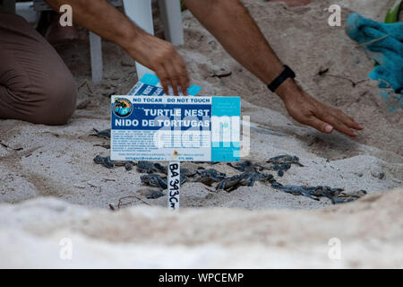 Akumal, Messico. 07Th Sep, 2019. Circa 120 tartarughe marine verdi (Chelonia Mydas) hatch la sera presso la spiaggia di Akumal (penisola dello Yucatan). Numerosi turisti seguire lo spettacolo, come gli animali giovani di scavare il proprio nido sotterranea dopo circa 60 giorni di incubazione e insieme fuori da solo sul modo in mare. Il biologo Jose Luis supervisiona lo scavo e la schiusa delle piccole tartarughe. Credito: Christoph Reichwein/Christoph Reichwein (crei)/dpa/Alamy Live News Foto Stock