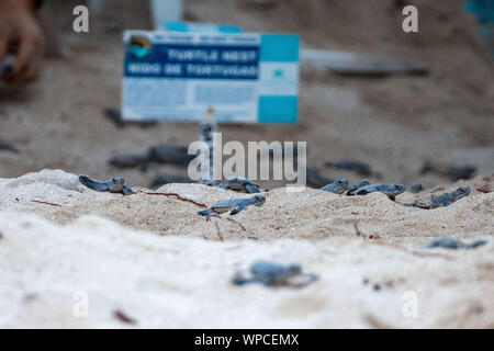 Akumal, Messico. 07Th Sep, 2019. Circa 120 tartarughe marine verdi (Chelonia Mydas) hatch la sera presso la spiaggia di Akumal (penisola dello Yucatan). Numerosi turisti seguire lo spettacolo, come gli animali giovani di scavare il proprio nido sotterranea dopo circa 60 giorni di incubazione e insieme fuori da solo sul modo in mare. Credito: Christoph Reichwein/Christoph Reichwein (crei)/dpa/Alamy Live News Foto Stock