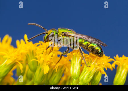Un verde puro Augochlora (Augochlora pura) foraggi di nettare e di polline su un fiore di oro. Foto Stock