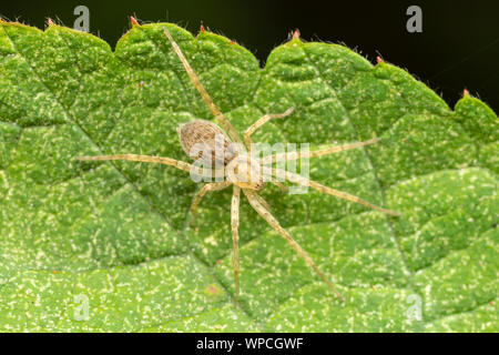Un fantasma Spider (Anyphaenidae) attende la preda di una foglia. Foto Stock