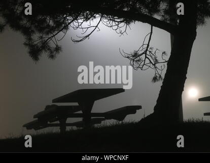 Silhouette di un picnic da banco e albero, nebbia mattutina. Foto Stock