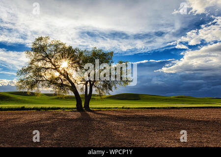 Regolazione del sole con una raggiera attraverso una solitaria quercia nel Palouse, Washington Foto Stock