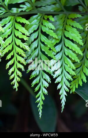 Asplenium bulbiferum, conosciuta come madre spleenwort, è una specie di felci nativa per la Nuova Zelanda Foto Stock