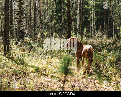 Cucciolo in una bella e tranquilla foresta Foto Stock