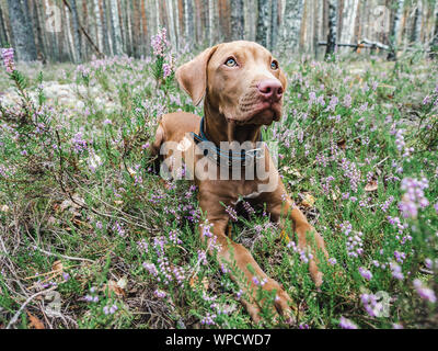 Cucciolo in una bella e tranquilla foresta Foto Stock