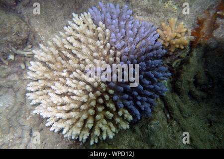 Chimera colonia Acropora compreso di un blu e crema singoli, Isola Fitzroy, Great Barrier Reef Marine Park, Queensland, Australia Foto Stock