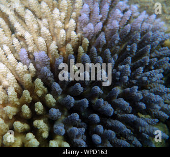 Chimera colonia Acropora compreso di un blu e crema singoli, Isola Fitzroy, Great Barrier Reef Marine Park, Queensland, Australia Foto Stock