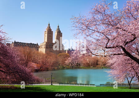 Kwanzan fioritura dei ciliegi in NY central park Foto Stock