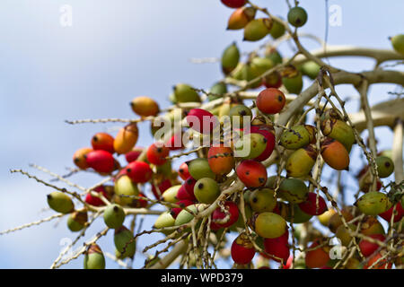 Colorato di betel dado contro il cielo blu nel pomeriggio Foto Stock