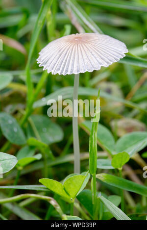 Inkcap pieghettato fungo - Parasola plicatilis Foto Stock
