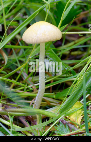 Sterco tonda o giallo Fieldcap fungo - Bolbitius vitellinus Foto Stock