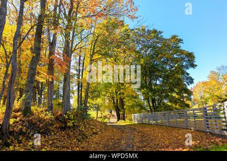 La caduta di foglie di acero sulla Scenic autunno foresta illuminata dal sole al mattino Foto Stock