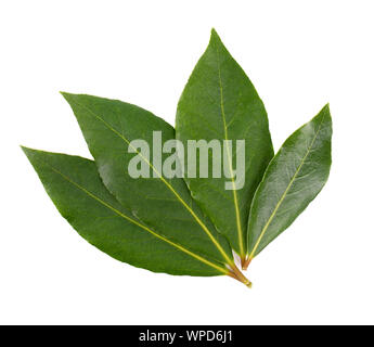 Fresco verde delle foglie di alloro isolati su sfondo bianco. Laurus isolato. Foto Stock