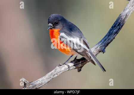 Fiamma maschio Robin (Petroica phoenicea), boschi parco storico, Greenvale, Australia Foto Stock