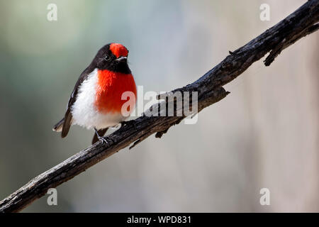 Maschio rosso-capped Robin (Petroica goodenovii), boschi parco storico, Greenvale, Australia Foto Stock