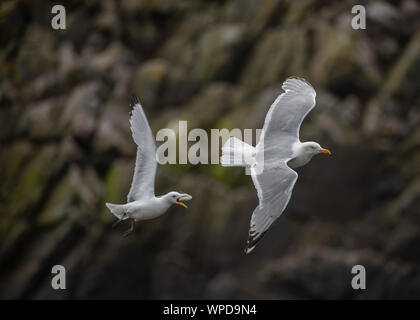 Aringa gabbiano (Larus argentus) essendo perseguitati da un gabbiano comune (Larus canus), grande Saltee, Isole Saltee, Kilmore Quay, County Wexford, Irlanda Foto Stock