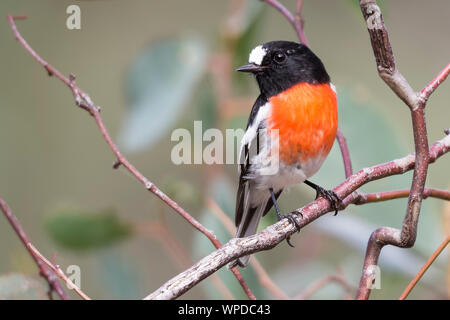 Voce maschile Scarlet Robin (Petroica boodang), boschi parco storico, Greenvale, Australia Foto Stock