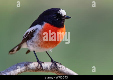 Voce maschile Scarlet Robin (Petroica boodang), boschi parco storico, Greenvale, Australia Foto Stock