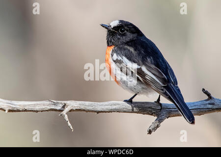 Voce maschile Scarlet Robin (Petroica boodang), boschi parco storico, Greenvale, Australia Foto Stock