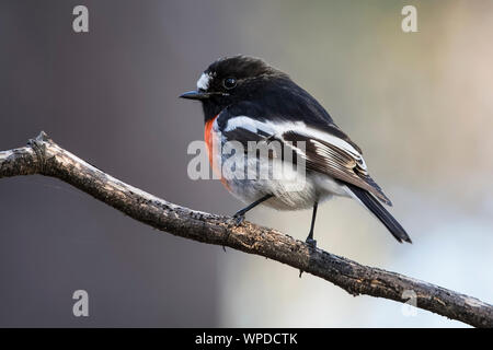 Voce maschile Scarlet Robin (Petroica boodang), boschi parco storico, Greenvale, Australia Foto Stock