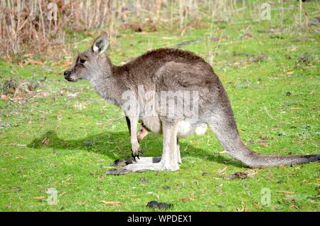 Bellissimo scatto di un canguro che porta il suo bambino in piedi un campo erboso con sfondo sfocato Foto Stock