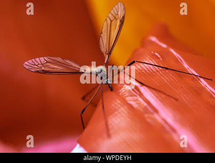 Gru Spindly fly (Tipulidae) insetto appollaiato su un rosso brillante giocattolo esterna gonfiabile. Foto Stock