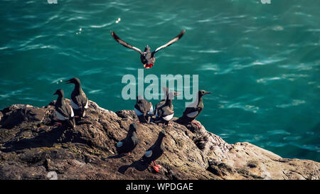 Gruppo di Guillemots comune su rocce esposte del mare irlandese. Testa di Bray, co.Wicklow, Irlanda Foto Stock