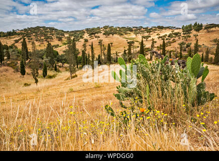 Ficodindia cactus, Serra de Serpa colline nei pressi di Pulo do Lobo cascata, Guadiana Valley Natural Park, distretto di Beja, Baixo Alentejo, Portogallo Foto Stock