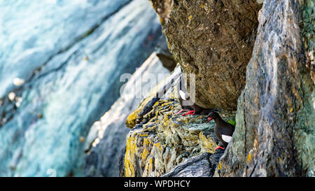 Gruppo Acrophobia di comune Guillemots sulla scogliera battuta del mare irlandese. Testa di Bray, co.Wicklow, Irlanda. Foto Stock