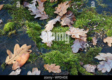 A number of autumn leaves of different colours that have fallen onto green moss Foto Stock
