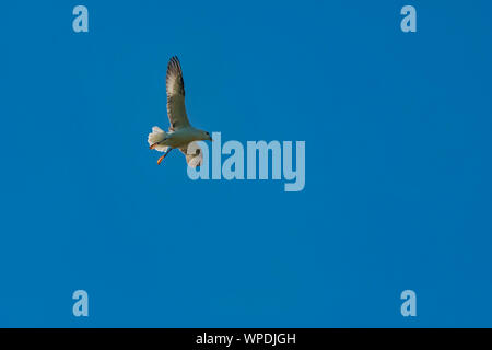 Parapendio il vento. Kittiwake volare intorno alla rupe di turbolenza del vento nel cielo chiaro. Testa di Bray, co.Wicklow, Irlanda. Foto Stock