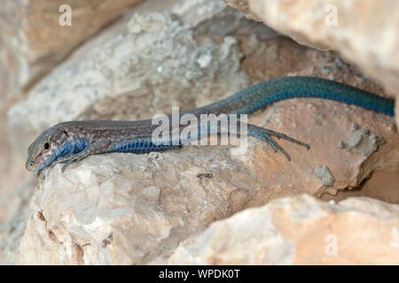 Lilford la lucertola muraiola (Podarcis lilfordi) Foto Stock