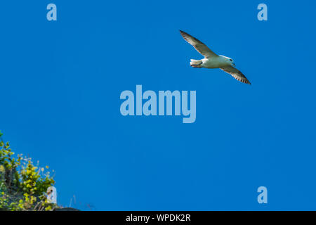 Parapendio il vento. Kittiwake volare intorno alla rupe di turbolenza del vento nel cielo chiaro. Testa di Bray, co.Wicklow, Irlanda. Foto Stock