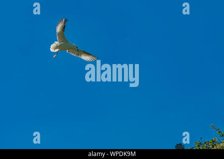 Parapendio il vento. Kittiwake volare intorno alla rupe di turbolenza del vento nel cielo chiaro. Testa di Bray, co.Wicklow, Irlanda. Foto Stock