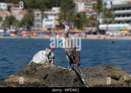 Il marangone dal ciuffo (phalacrocorax aristotelis desmarestii) Foto Stock