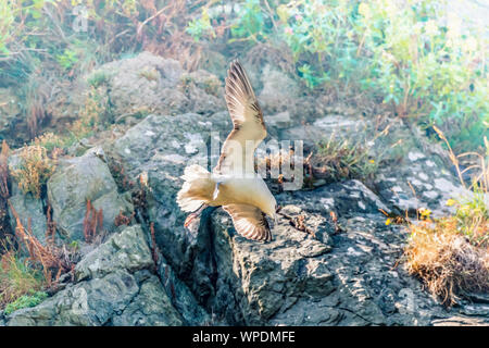 Parapendio il vento. Kittiwake volare intorno alla rupe di turbolenza del vento. Testa di Bray, co.Wicklow, Irlanda. Foto Stock