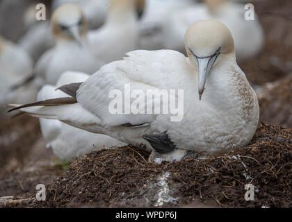 Gannett (Morus bassanus) seduto sul nido, con pulcino mostra, grande Saltee, Isole Saltee, Kilmore Quay, County Wexford, Irlanda Foto Stock