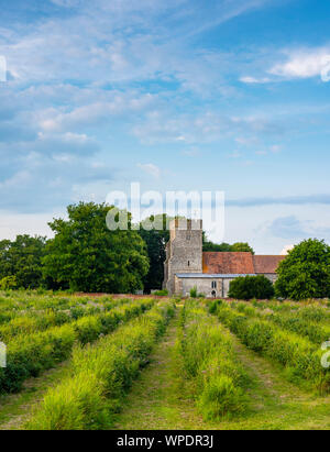 St Andrews Chiesa dietro le righe di ribes nero in Wickhambreaux; un piccolo villaggio rurale nel Kent. Foto Stock