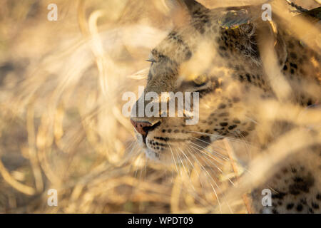 Leopard nascosti dietro i cespugli in attesa di caccia Foto Stock