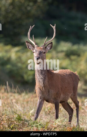 Dettagliato, vista frontale in prossimità di un giovane cervo rosso cervo (Cervus elaphus UK) isolato, in piedi in erba lunga in autunno sunshine. Foto Stock