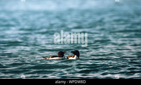 Coppia romantica di Razorbills (Alca torda) nuotare nel mare a ora d'oro. Testa di Bray, co.Wicklow, Irlanda. Foto Stock