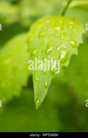 Foglia verde coperta con gocce di acqua Foto Stock
